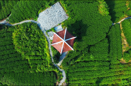 吉首市馬頸坳鎮(zhèn)隘口村是“湘西黃金茶第一村”，被譽為“全國茶旅融合十條精品線路”上的明珠。.gif